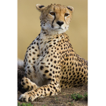 Group For Cheetah Fans Or People Who Like Cheetahs