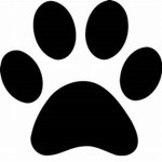 Hidden Paws