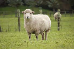 the Church of Sheep