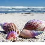 see shell squad