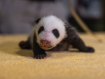 Panda43