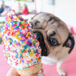 ice cream and cookie hangout