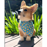 The Corgi Club (CC)