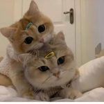 Pennycat Studios
