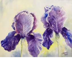 Lavender Trail