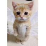 Hello.rebecca