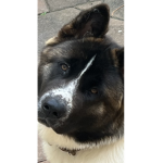 Puppy_cute_dog