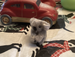 Koala/cute group 2.0