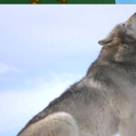 Life as a Wolf or Stray Dog!