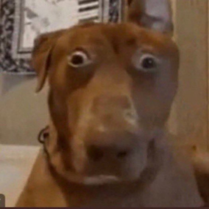 Funny dog Roblox decal