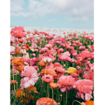 Halle’s flowerfield