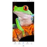 Dylan's Frog group
