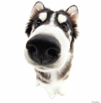 A dog group