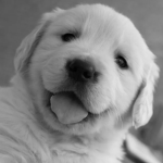 SILLYPUPPY U・ᴥ・U