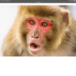 Chimpanzee united