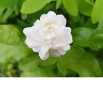 Jasmine~clothings