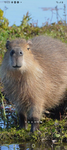 CAPYBARA ### AND ZHANI