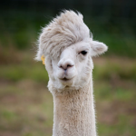 Alpacas 4 Life Fan Club
