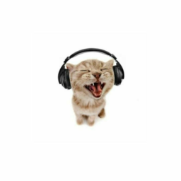 🐾♡__猫 !!!! 📌🎀