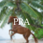 -"* palm riding academy *"-