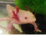 AXOLOTL ONLY GROUP!