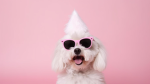 DoG fAlL vIBeS