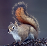 Awkward Squirrel Society