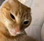 Sus Orange Cats Poland