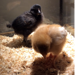 Chicken love#