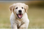 Dogo are cute