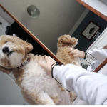 uwu woof