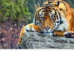 AFGHAN TIGER