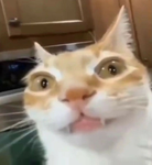 Noodle_Kittens