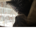 cats rule not dogs