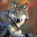 [NGWTF] northern grey wolf task force