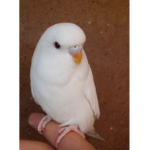 The Bird Fan Group