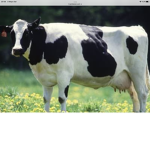Mr. Moooo mr. Monkey o o a a