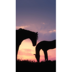 Horse zone