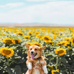 ~ Corgi Love ~