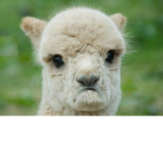 the depressed llamas