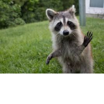 team racoon 4ever