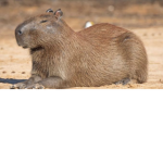 Stylish capybaras