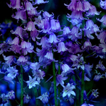 ~•beautiful bluebells•~