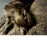 Coalition/cheetah group