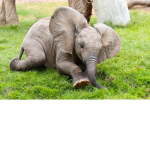 BlueElephants