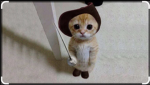 Kitty armyx