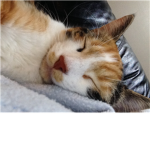 Kittens rule