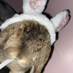 toby bunny fan group