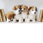 Puppy fan!