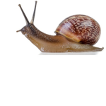 THE SNAILS ARE AWESOME